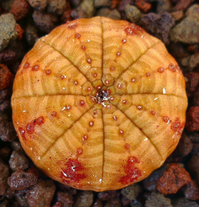 Succulente Euphorbia symmetrica avec une forme ronde et aplatie et un motif tacheté rouge