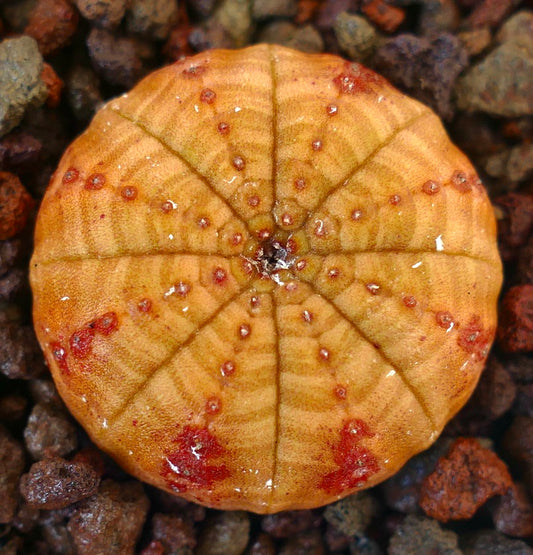 Euphorbia symmetrica succulent with round flattened shape and red spotted pattern