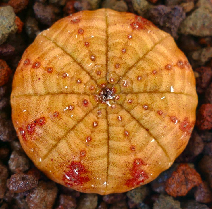 Succulente Euphorbia symmetrica à forme ronde et aplatie avec un motif tacheté rouge