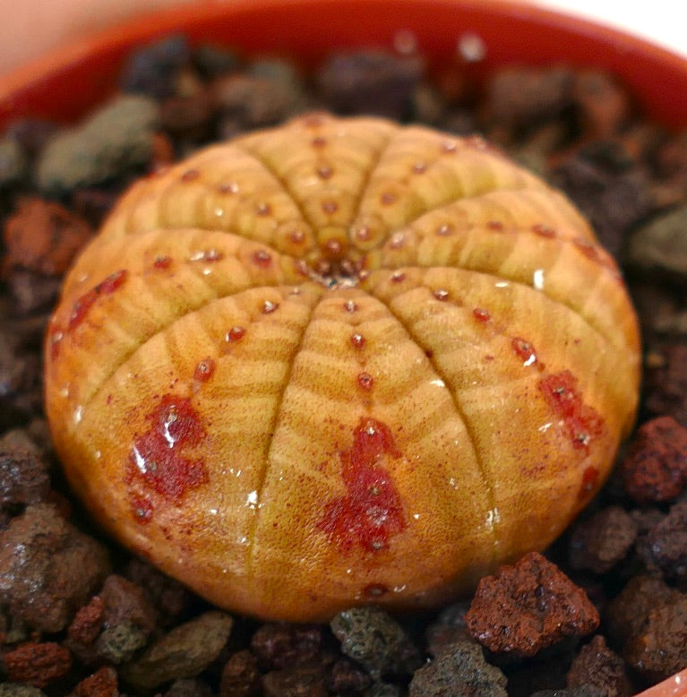 Euphorbia symmetrica succulent avec une forme arrondie et des taches rouges distinctives sur une surface texturée