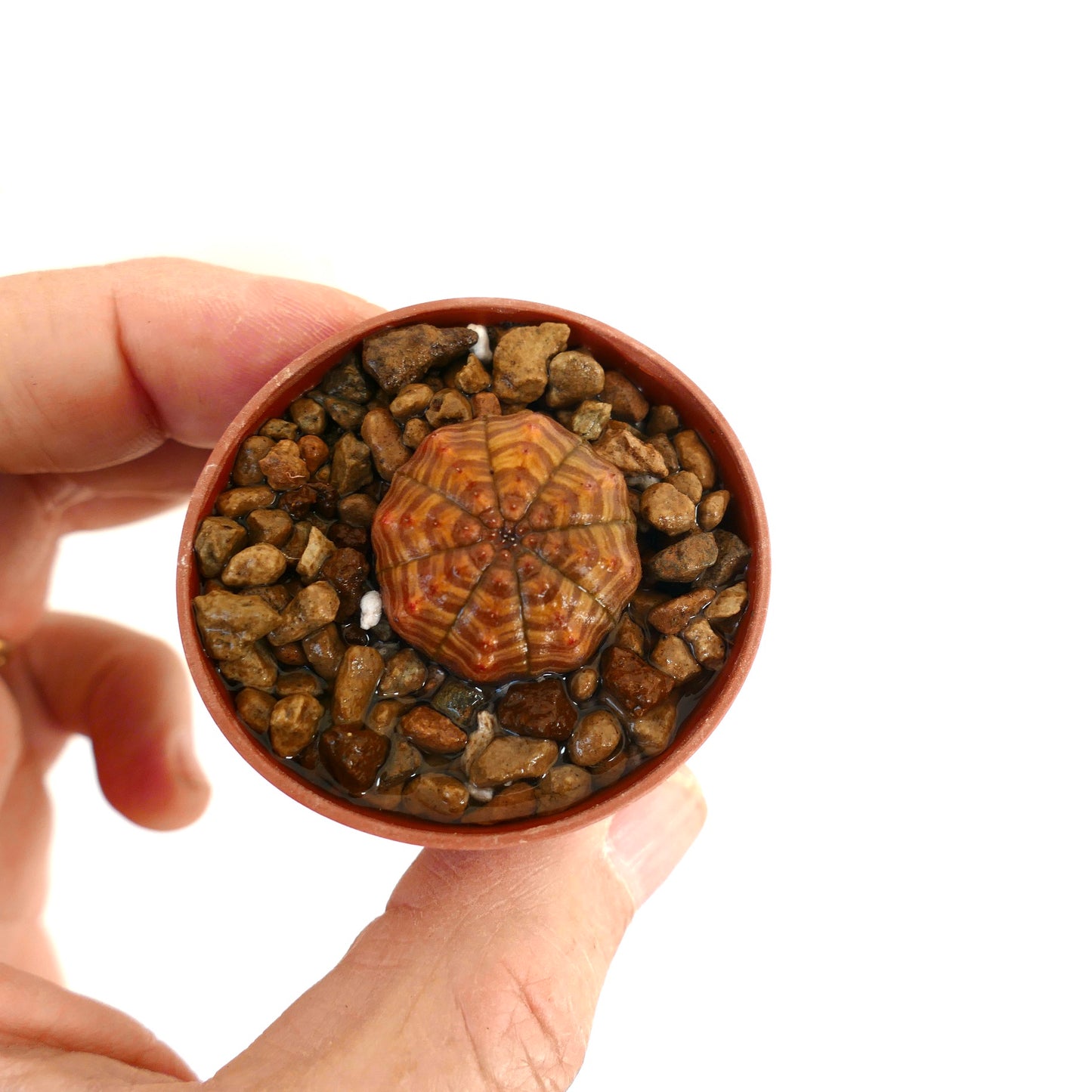 Euphorbia symmetrica pequeña suculenta con cuerpo estriado en forma de estrella de color marrón anaranjado en maceta