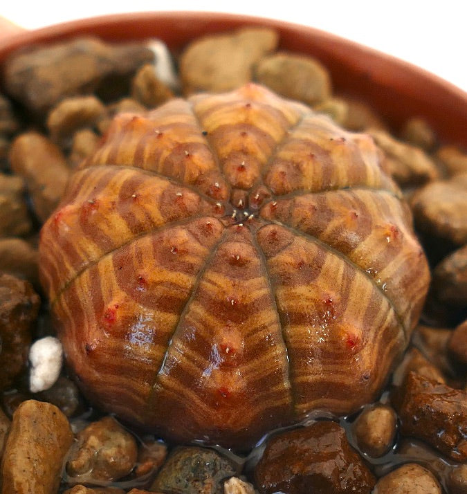 Suculenta Euphorbia symmetrica con cuerpo texturizado en forma de estrella, rayado en marrón y naranja