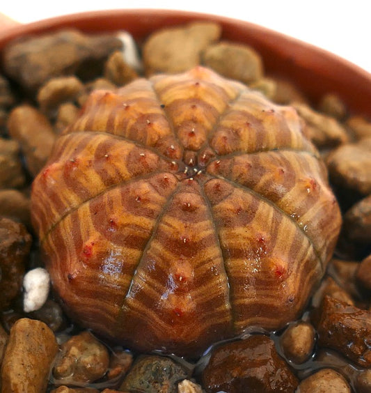 Euphorbia symmetrica Sukkulente mit sternförmigem, gestreiftem braun-orangefarbenem, strukturiertem Körper