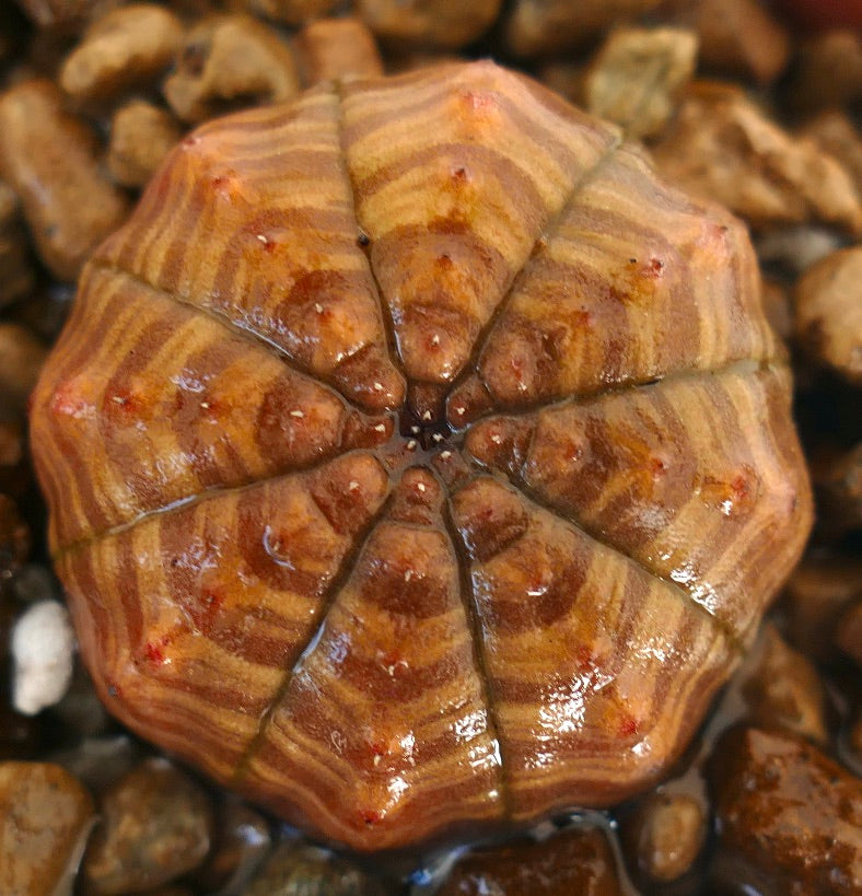 Euphorbia symmetrica suculenta con estructura acanalada en forma de estrella y patrón de rayas marrones