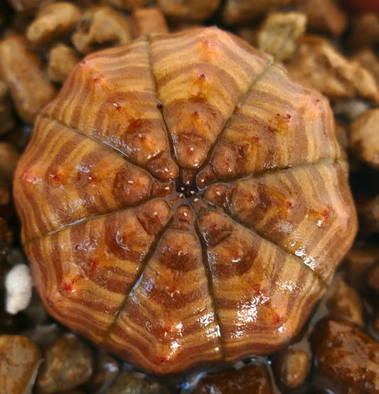 Euphorbia symmetrica Sukkulente mit sternförmiger, gerippter Struktur und braun gestreiftem Muster