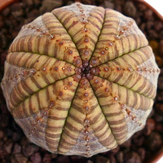 Euphorbia symmetrica succulent with striped pattern and rounded ribbed structure