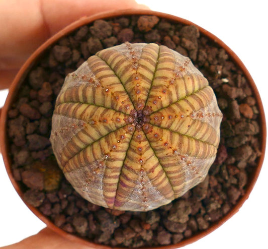 Euphorbia symmetrica succulent with rounded ribbed body and striped brown pattern in pot