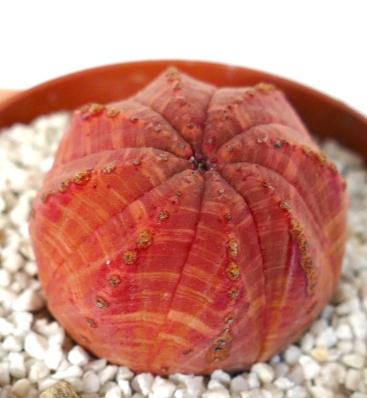 Euphorbia symmetrica Sukkulente mit abgerundeten Kanten und rötlich strukturierter Oberfläche im Topf