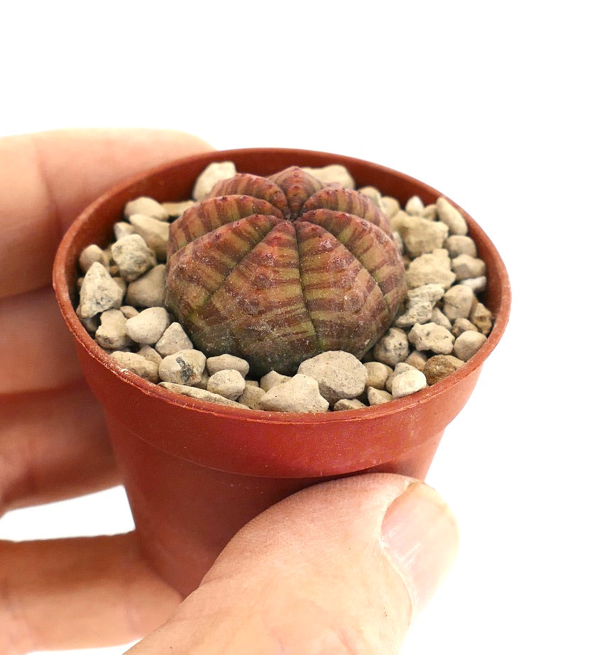 ユーフォルビア・シンメトリカ | Botanical Archive | ユニークな植物