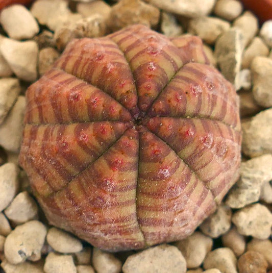 Euphorbia symmetrica rare succulent with striped pattern and small red tubercles on segments