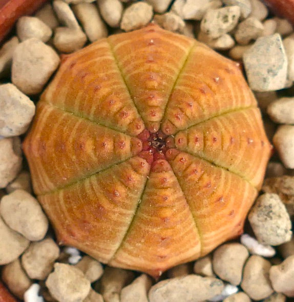Euphorbia symmetrica, succulent rond avec un corps segmenté orange-jaune et de petites tubercules