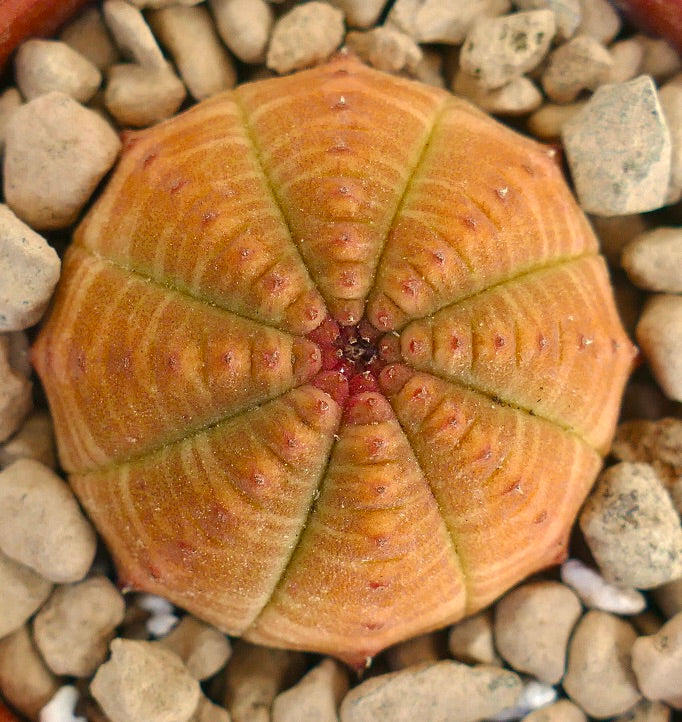 Succulente Euphorbia symmetrica avec un corps segmenté arrondi aux nuances orange-jaune entouré de gravier