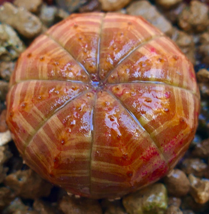 Succulente Euphorbia symmetrica avec un corps arrondi nervuré et un motif à rayures orange