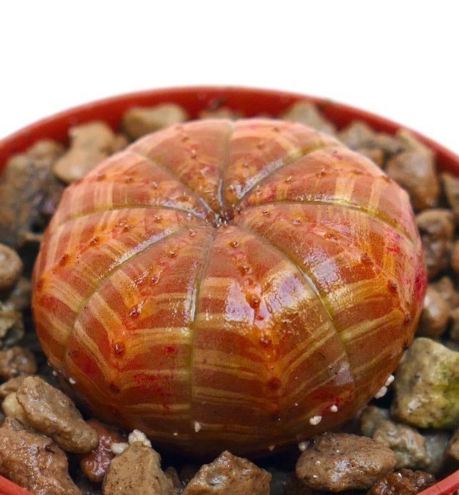 Succulente Euphorbia symmetrica avec un corps arrondi, côtelé, à rayures orange et de petits tubercules