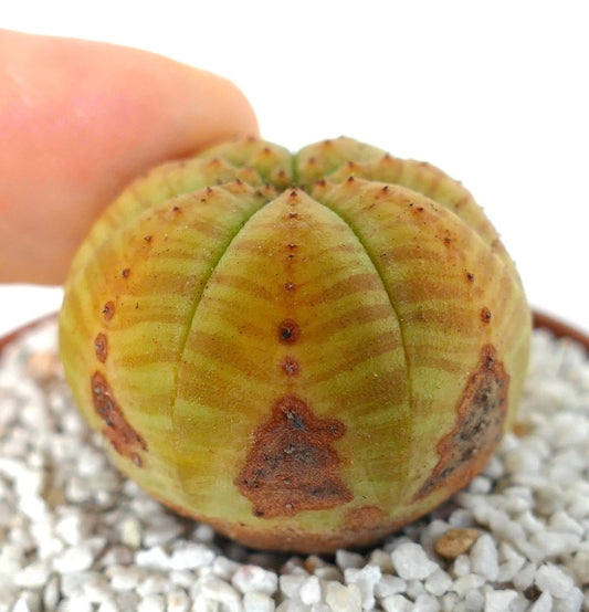 Euphorbia symmetrica succulent cactus with rounded ribbed body and brown markings