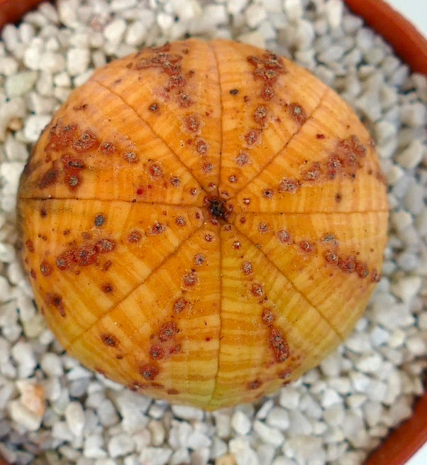 Euphorbia symmetrica round succulent with orange-yellow body and red spots in gravel pot