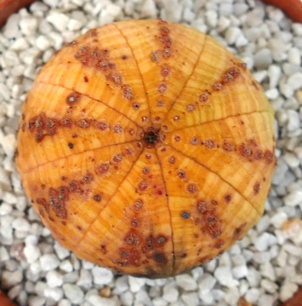 Euphorbia symmetrica succulent with round ribbed body and red spotted pattern