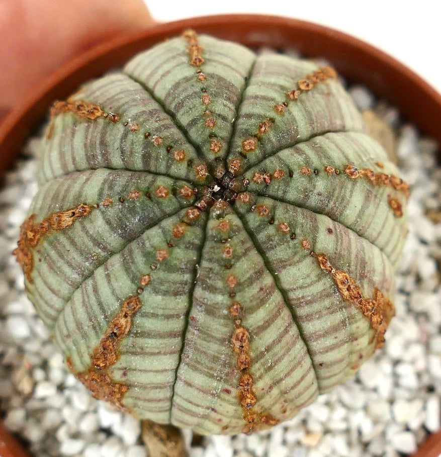 Euphorbia symmetrica WITH BROWN MARKS