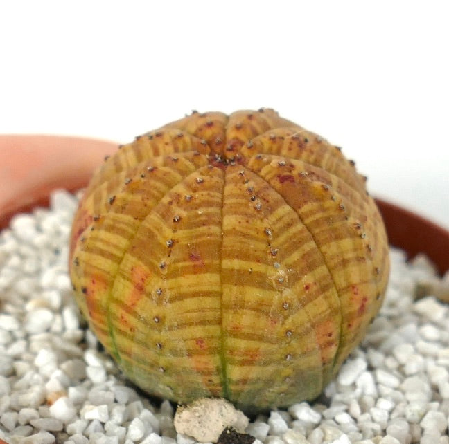 Euphorbia symmetrica succulent with rounded ribbed body and small spines on white gravel