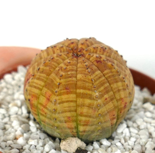 Euphorbia symmetrica succulent with rounded ribbed body and small spines on white gravel
