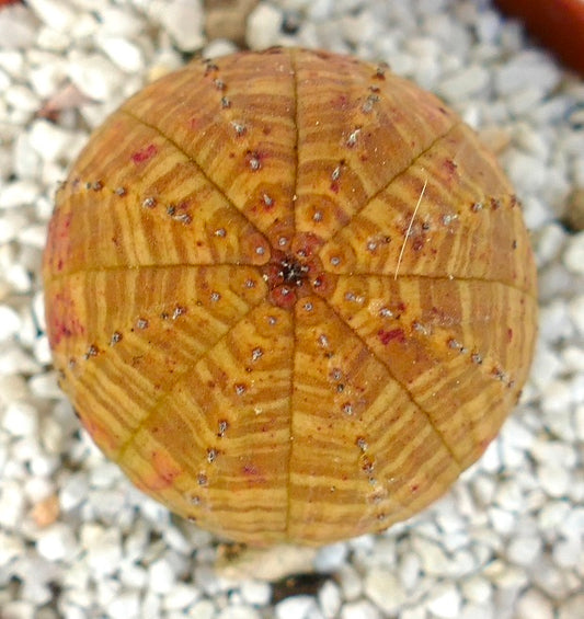 Euphorbia symmetrica round succulent with yellowish ribbed body and small spines