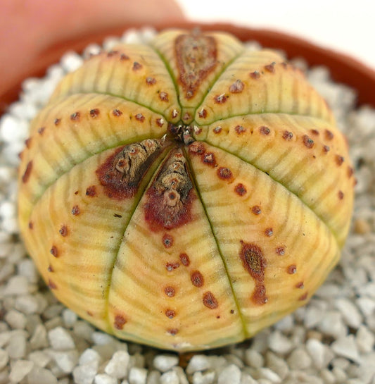 Euphorbia symmetrica YELLOW FORM with MARKS