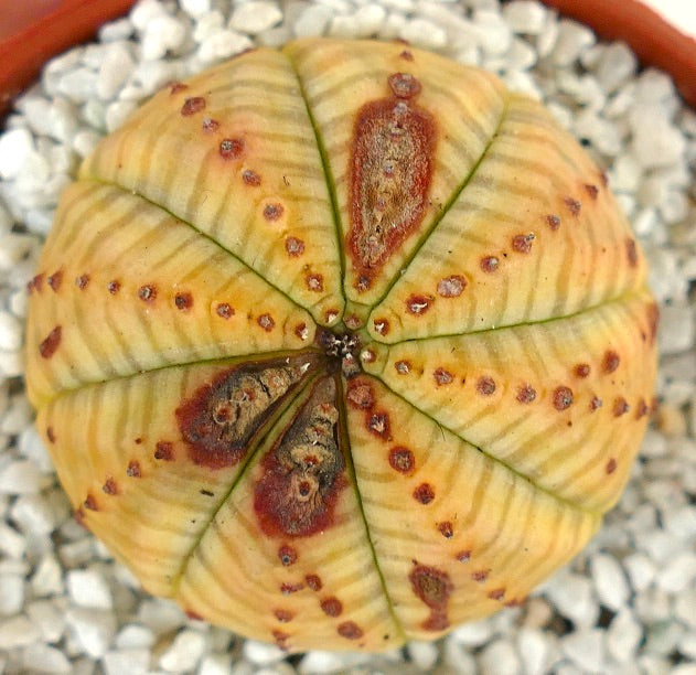 Euphorbia symmetrica YELLOW FORM with MARKS