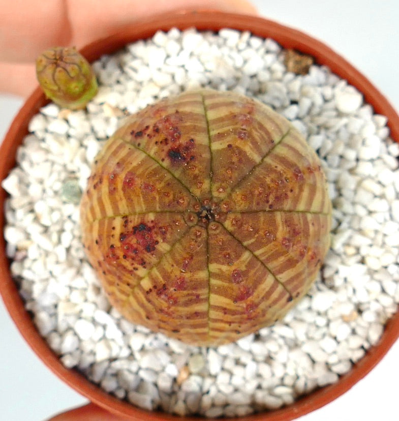 Euphorbia symmetrica round succulent with striped pattern and red spots in pot