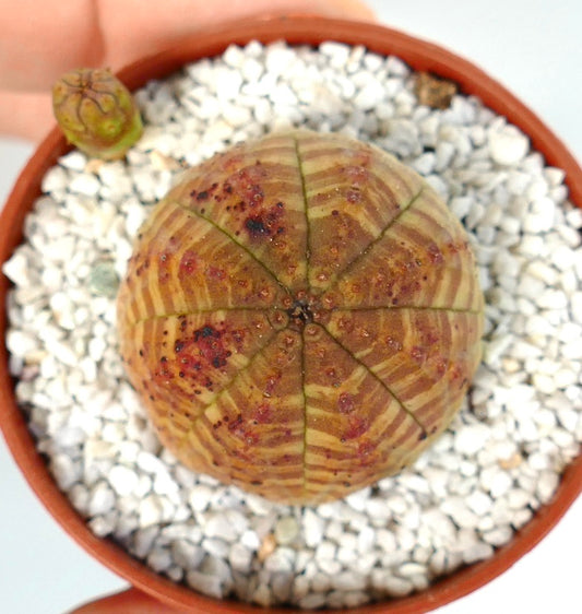 Euphorbia symmetrica round succulent with striped pattern and red spots in pot