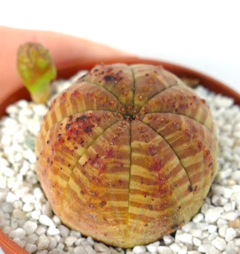 Euphorbia symmetrica succulent with rounded ribbed body and red spotted variegation