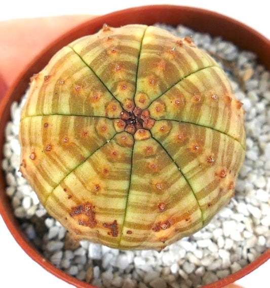 Euphorbia symmetrica succulent with round ribbed body and yellow striped variegation in pot