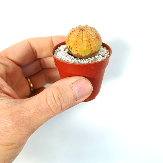 Euphorbia symmetrica kleine runde Sukkulente mit geripptem gelb-orangefarbenem Körper und braunen Flecken