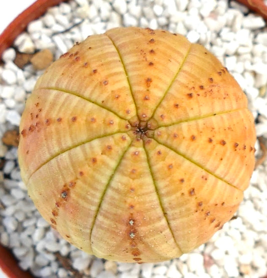 Euphorbia symmetrica Sukkulente mit rundem, geripptem Körper und kleinen braunen Areolen im Topf