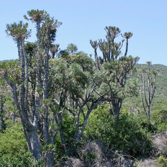 Euphorbia tetragona SEEDS