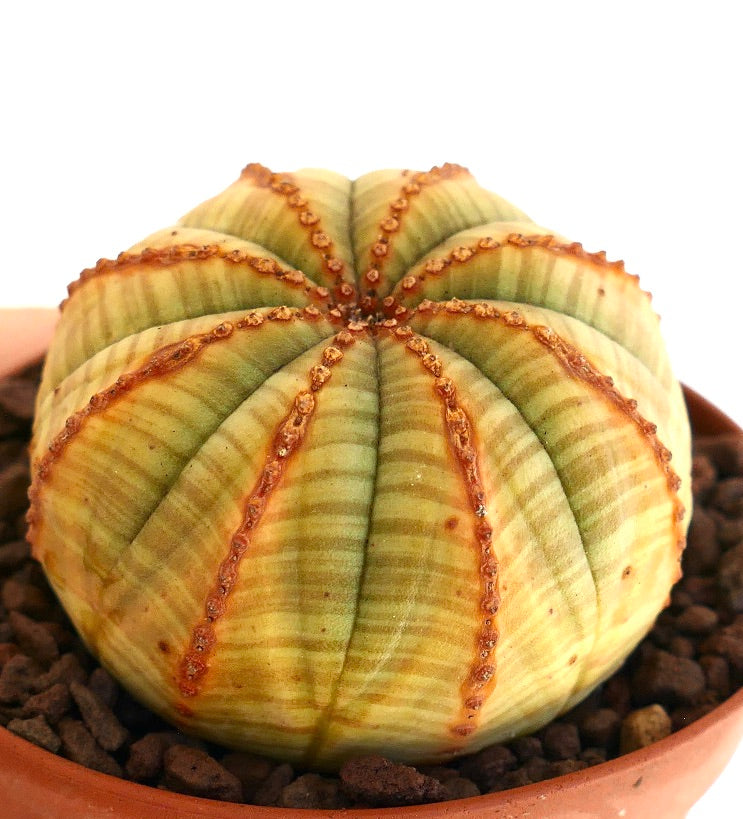 Euporbia obesa succulent cactus with green-yellow ribs and brown textured lines in pot
