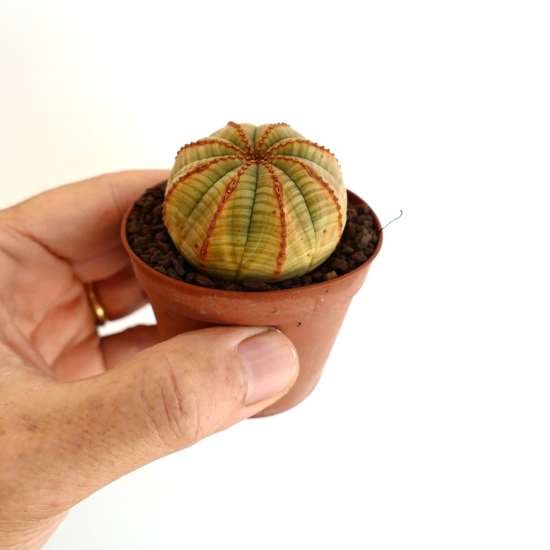 Euporbia obesa small succulent cactus with green-yellow body and brown vertical lines