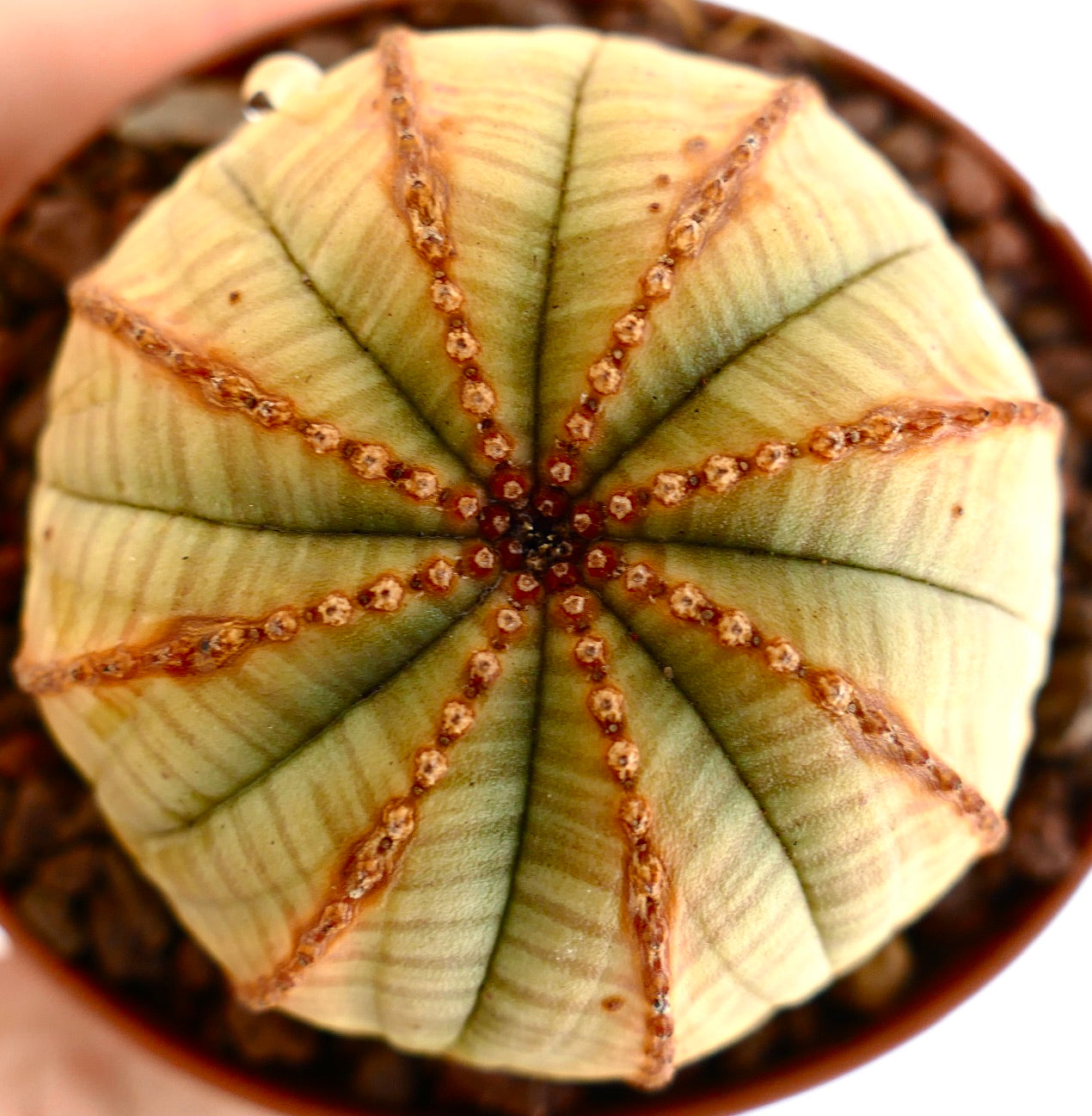 Euporbia obesa succulent cactus with round shape and brown line ridges pattern