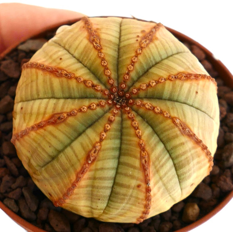 Euporbia obesa succulent cactus with rounded shape and brown ribbed lines pattern