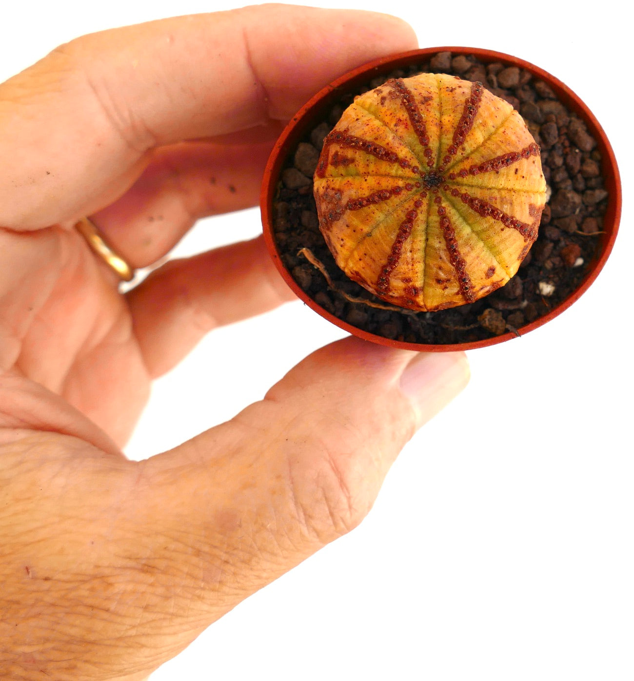 Euporbia obesa small succulent cactus with orange and reddish striped pattern in pot