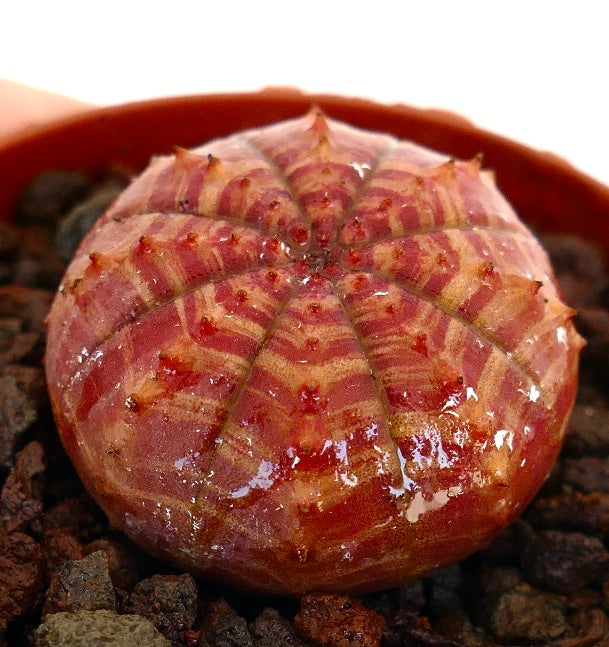 Euphorbia symmetrica succulent with red-orange striped pattern and small spines on rounded body