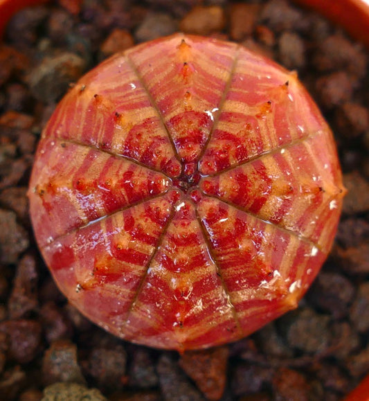Eupphorbia symmetrica rare succulent with vibrant red-orange geometric patterns and small spines
