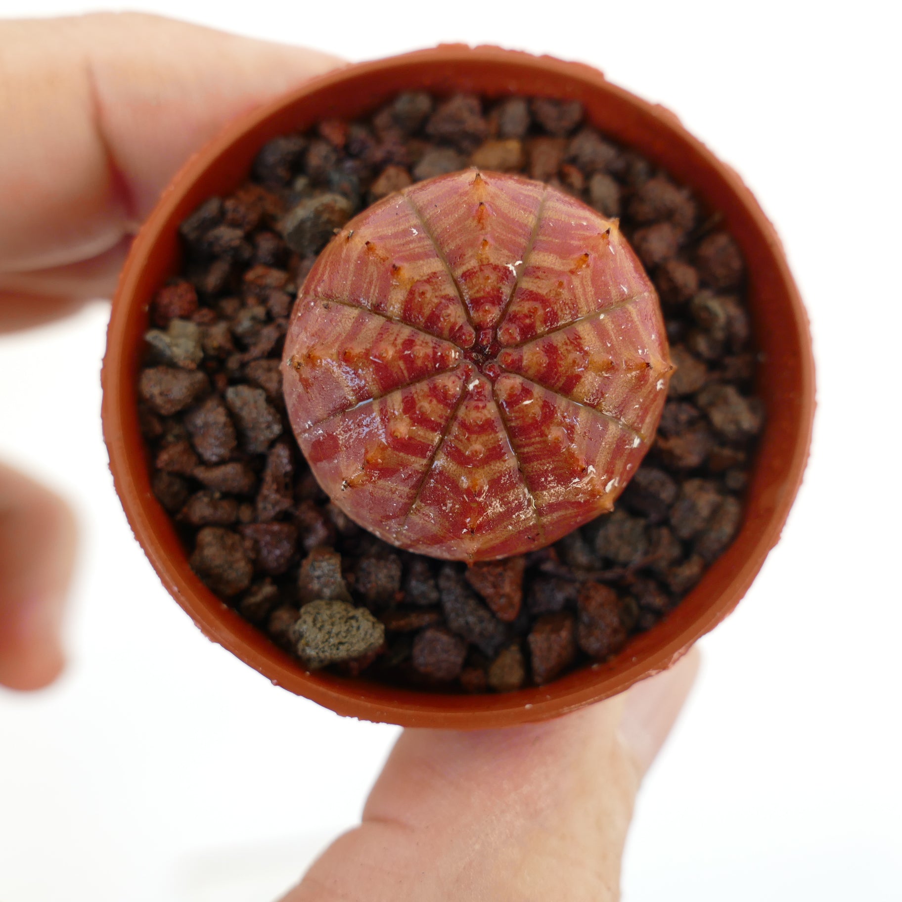 Eupphorbia symmetrica small round succulent with red-orange striped pattern and tiny spines