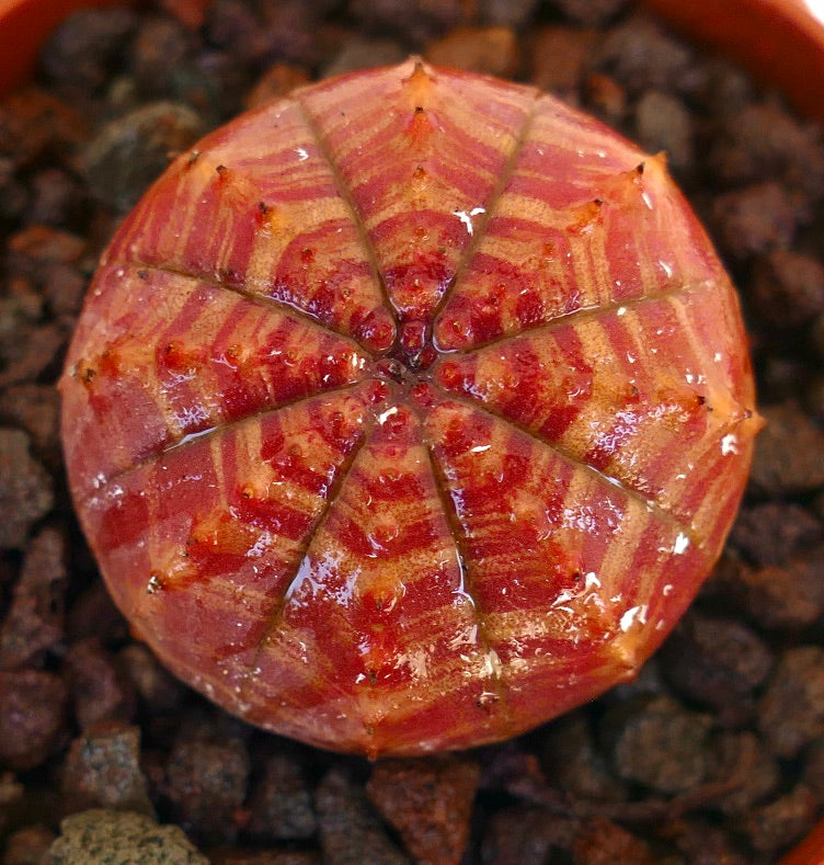 Euphorbia symmetrica succulent with round, ribbed, red-orange patterned body and small spines