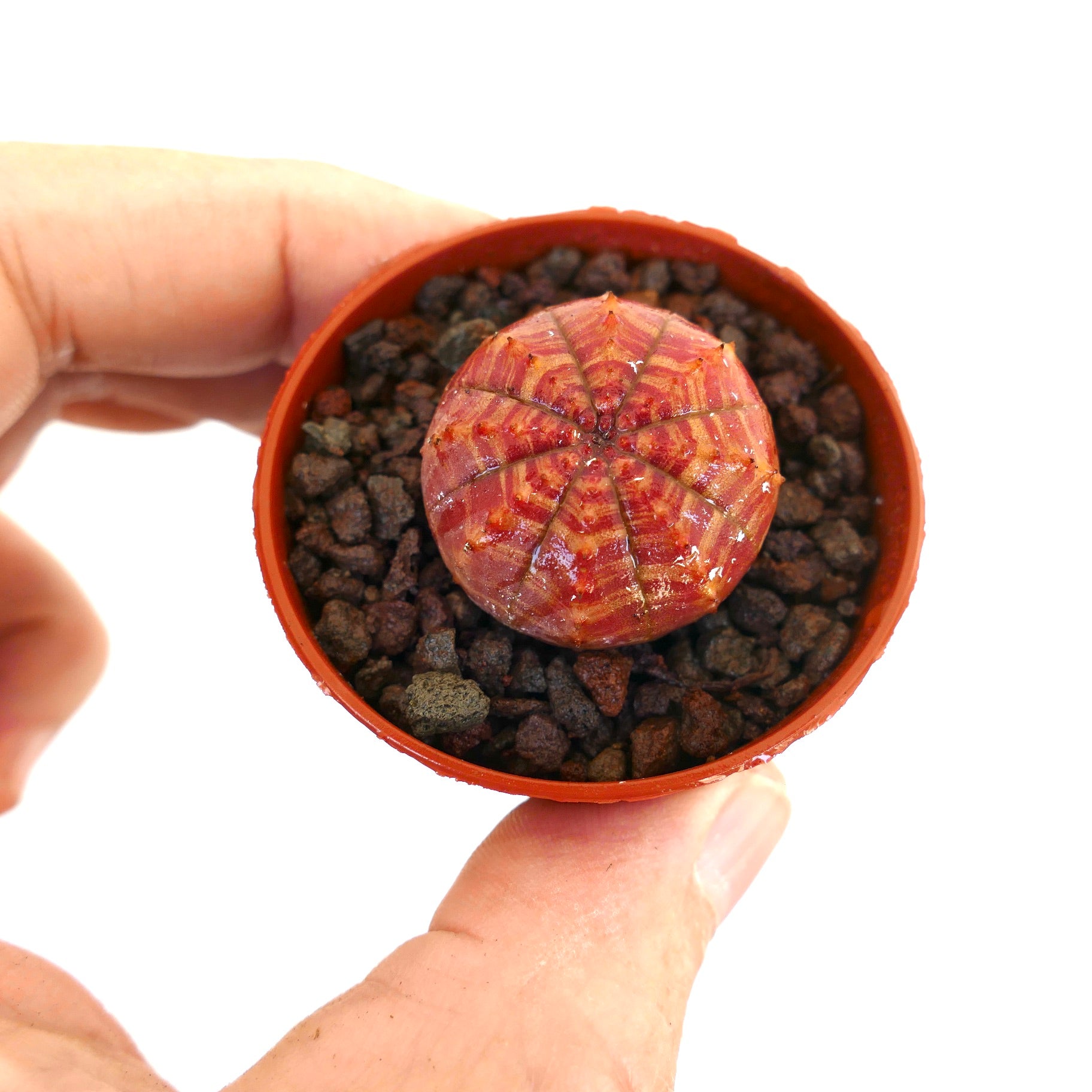 Eupphorbia symmetrica small succulent with red-orange geometric patterned body in pot