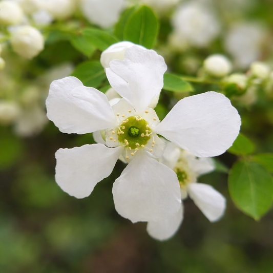 Fiore bianco a cinque petali di Exochorda racemosa con centro verde e boccioli circostanti