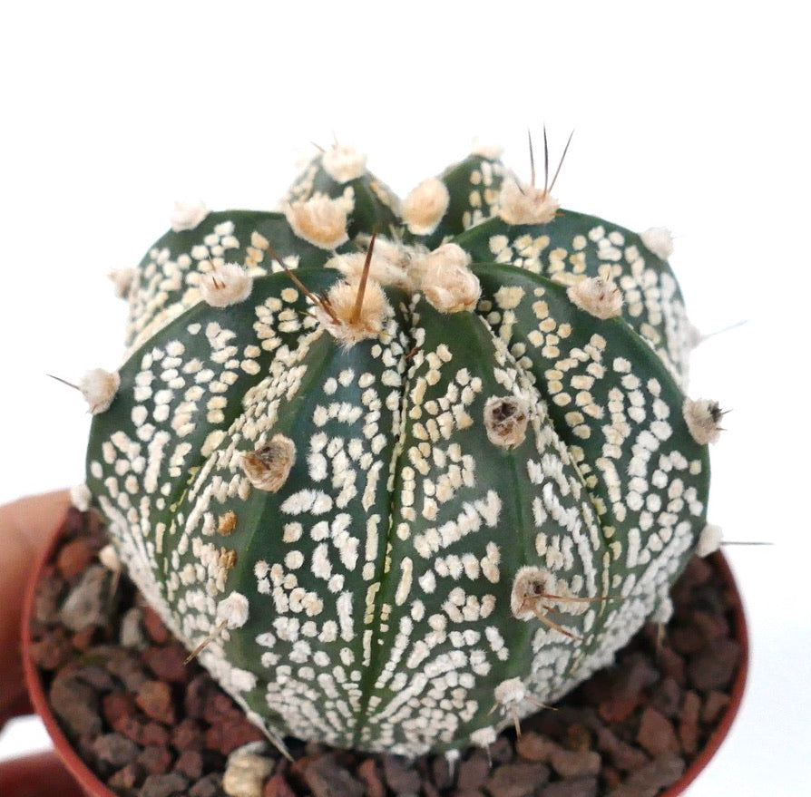 Astrophytum cv ONZUKA x SUPERKABUTO 73B