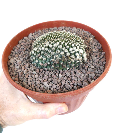 Copiapoa humilis CRESTED 18