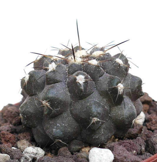 Copiapoa columna-alba X humilis & Copiapoa cinerea SAB50