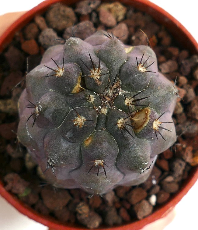 Copiapoa cinerea X griseoviolacea M739