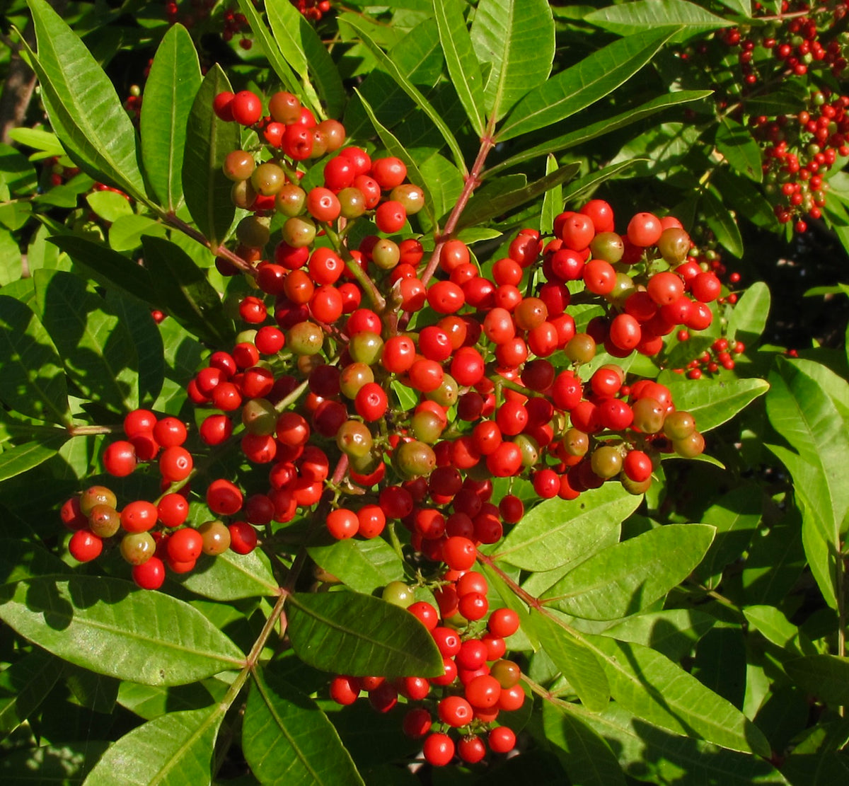 Schinus terebinthifolius | Unique Plant for Sale